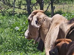 Trial of GPS Tracking Ear Tags for Livestock